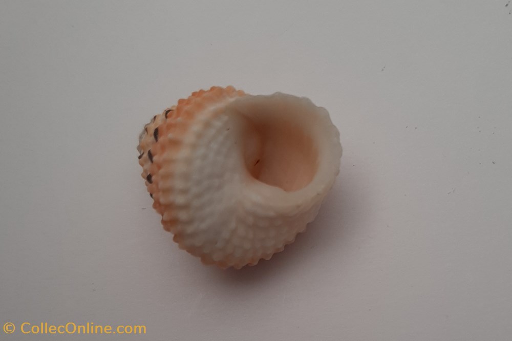 Tectarius Coronatus conchas y fosiles gastropoda tectarius coronatus