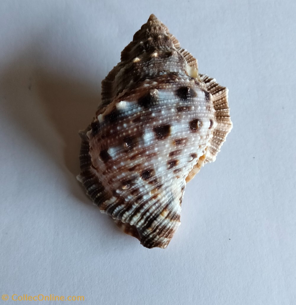 conchas y fosiles gastropoda bufonaria cavitensis