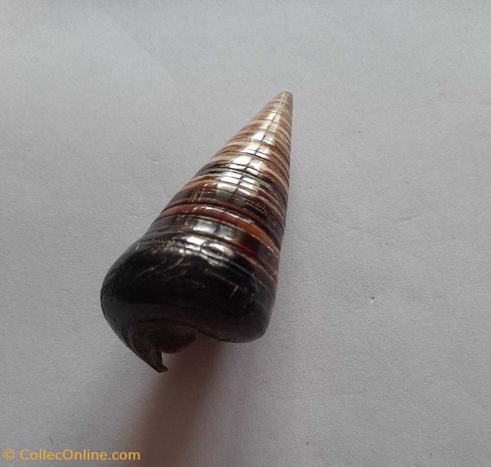 conchas y fosiles gastropoda cerithium telescopium