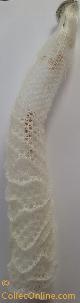 conchas y fosiles bivalvia brechites penis