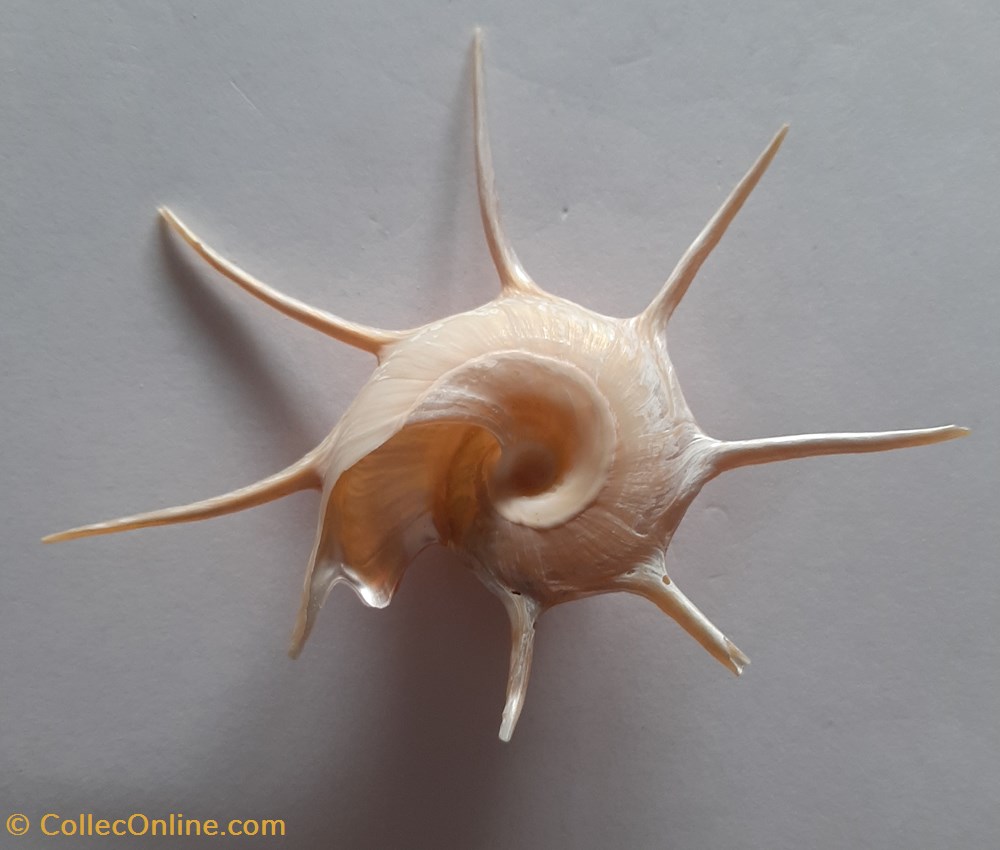 Glirfordia Yoka conchas fosiles gastropoda glirfordia yoka