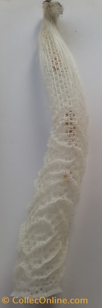 conchas y fosiles bivalvia brechites penis