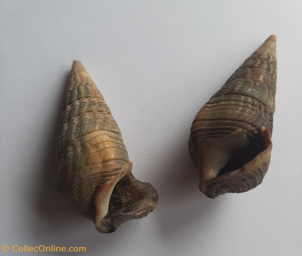 conchas y fosiles gastropoda cerithium bulla