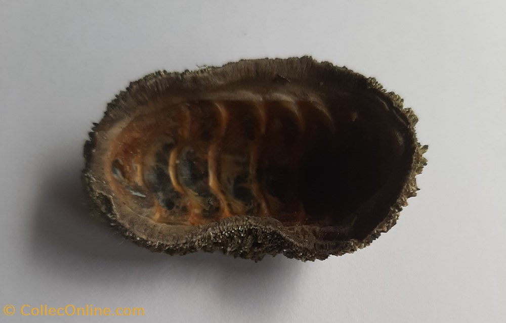 callistochiton conchas y fosiles polyplacophora callistochiton