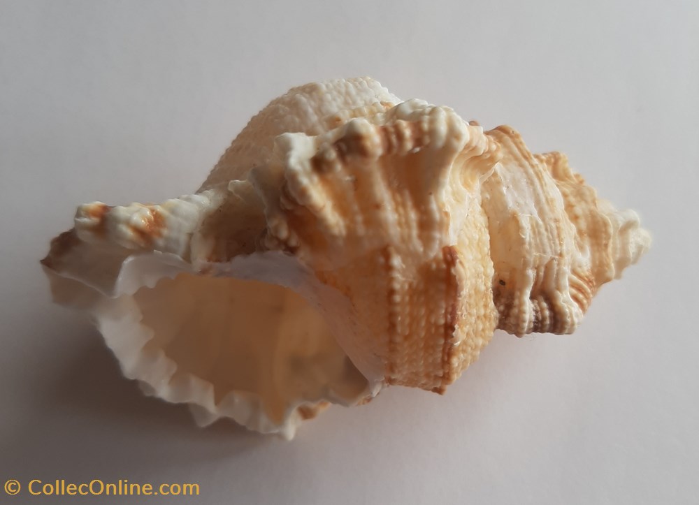 conchas fosiles gastropoda bursa tutufa oyamai