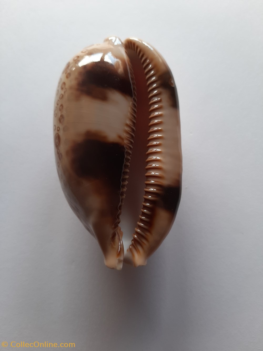 conchas fosiles gastropoda cypraea argus