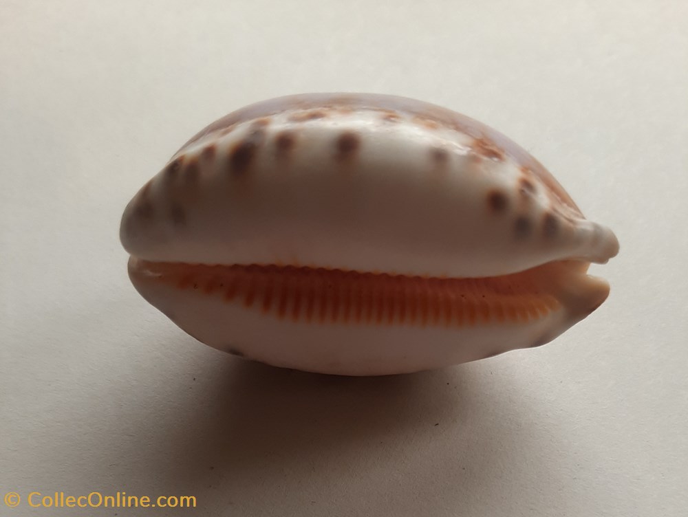 conchas fosiles gastropoda cypraea maculifera