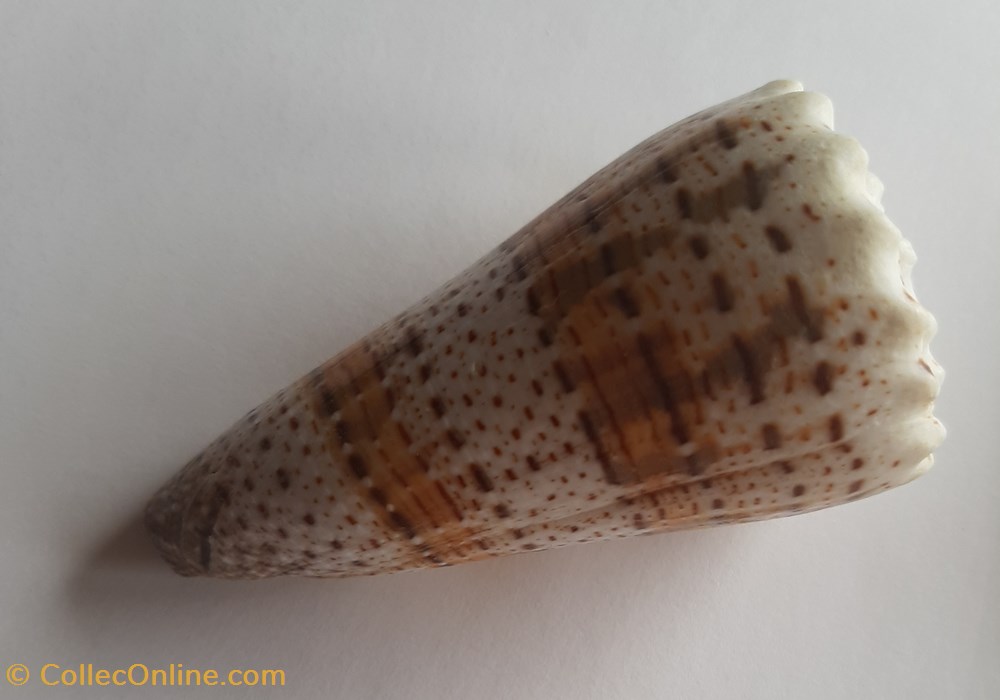 Conus imperialis conchas y fosiles gastropoda conus imperialis