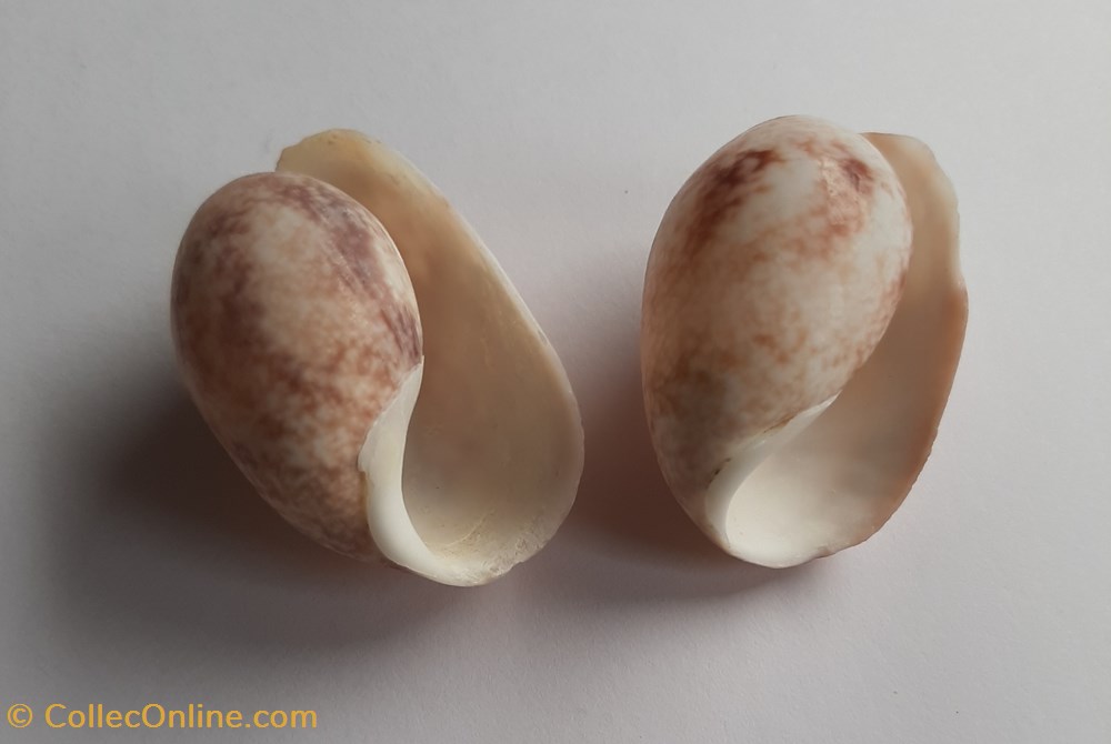 conchas y fosiles gastropoda bulla ampulla