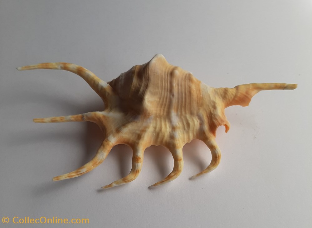 Lambis crocata conchas y fosiles gastropoda lambis crocata