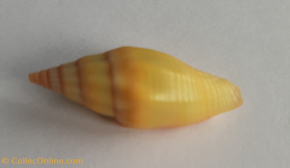 conchas y fosiles gastropoda vexilium vulpecula