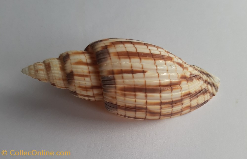 Lyria kurodai conchas fosiles gastropoda lyria kurodai