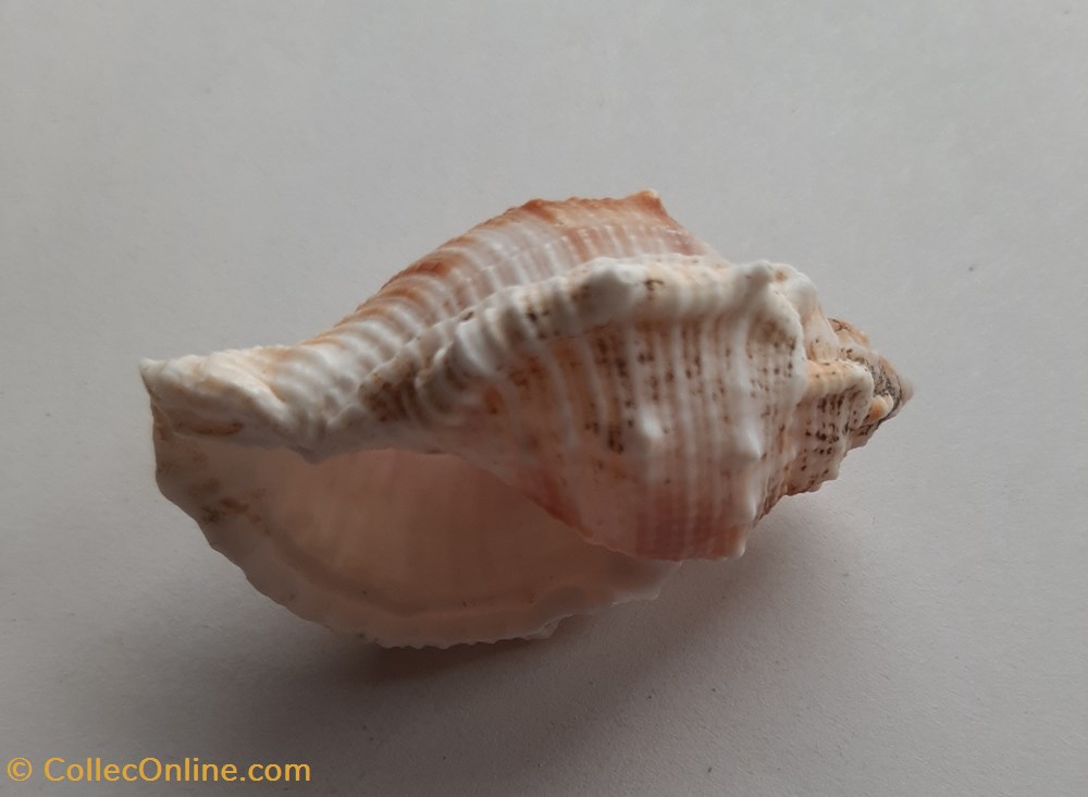conchas y fosiles gastropoda bufonaria rana