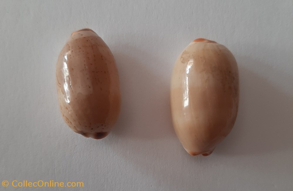 Cypraea Luria Isabella conchas fosiles gastropoda cypraea luria isabella