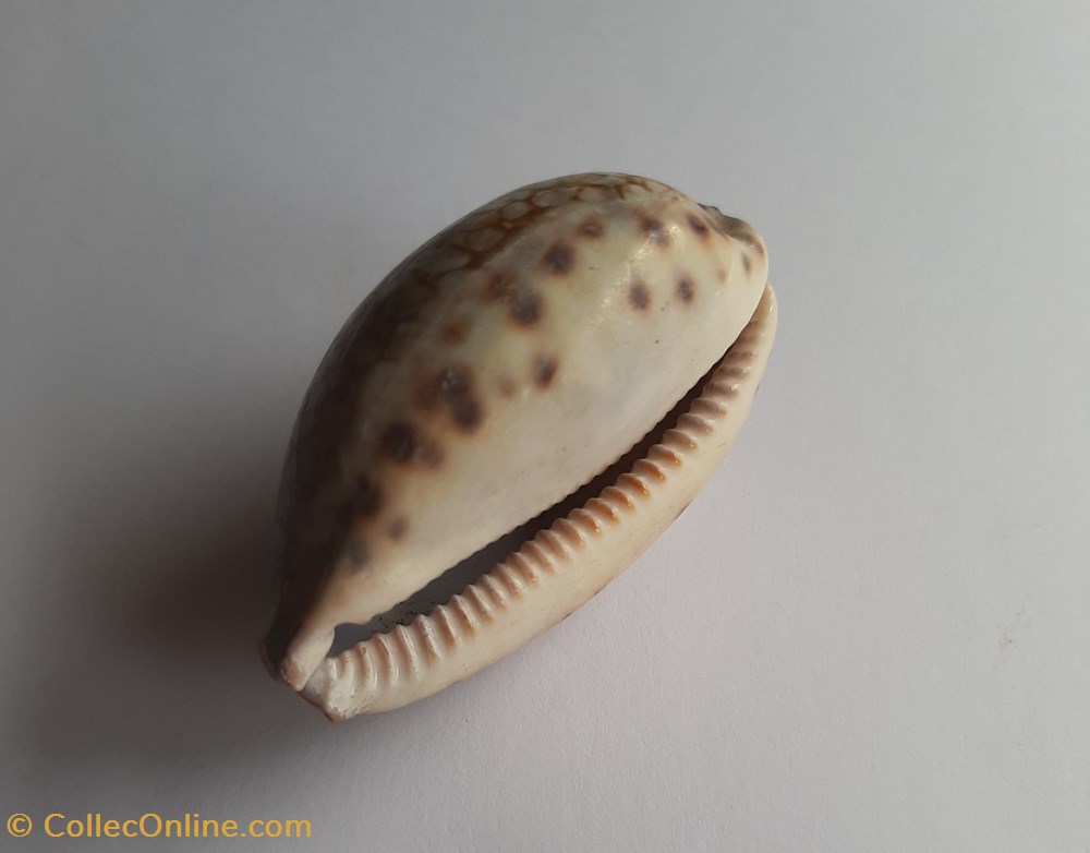 conchas y fosiles gastropoda mauritia histrio
