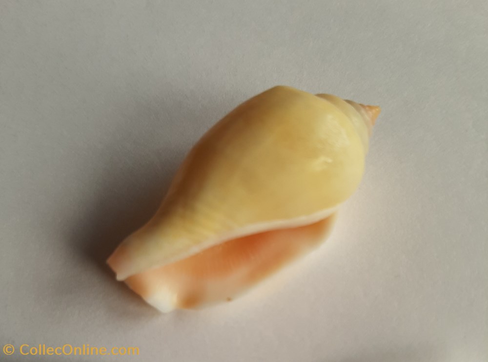 Strombus mutabilis conchas y fosiles gastropoda strombus mutabilis