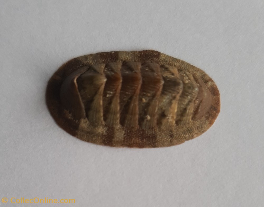 Chiton olivaceus conchas y fosiles polyplacophora chiton olivaceus