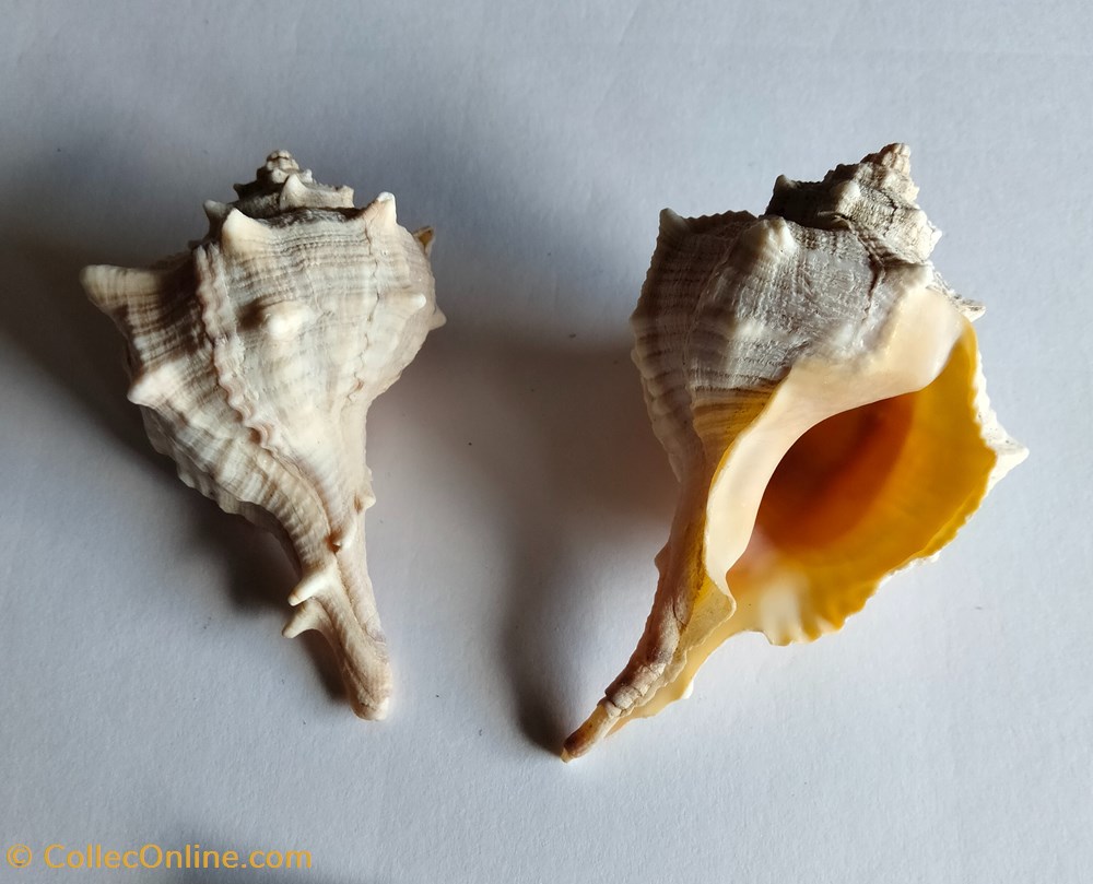 conchas y fosiles gastropoda bolinus brandalis