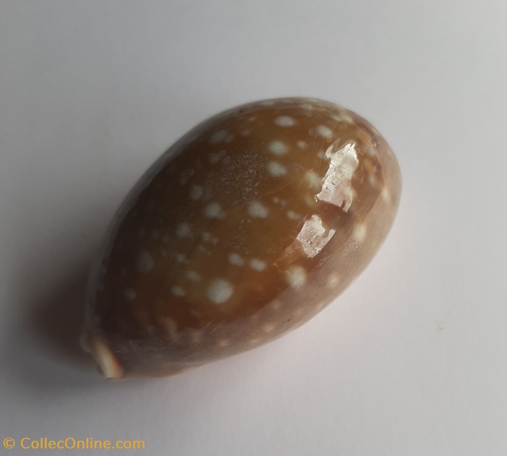 Lyncina vitellus conchas fosiles gastropoda lyncina vitellus