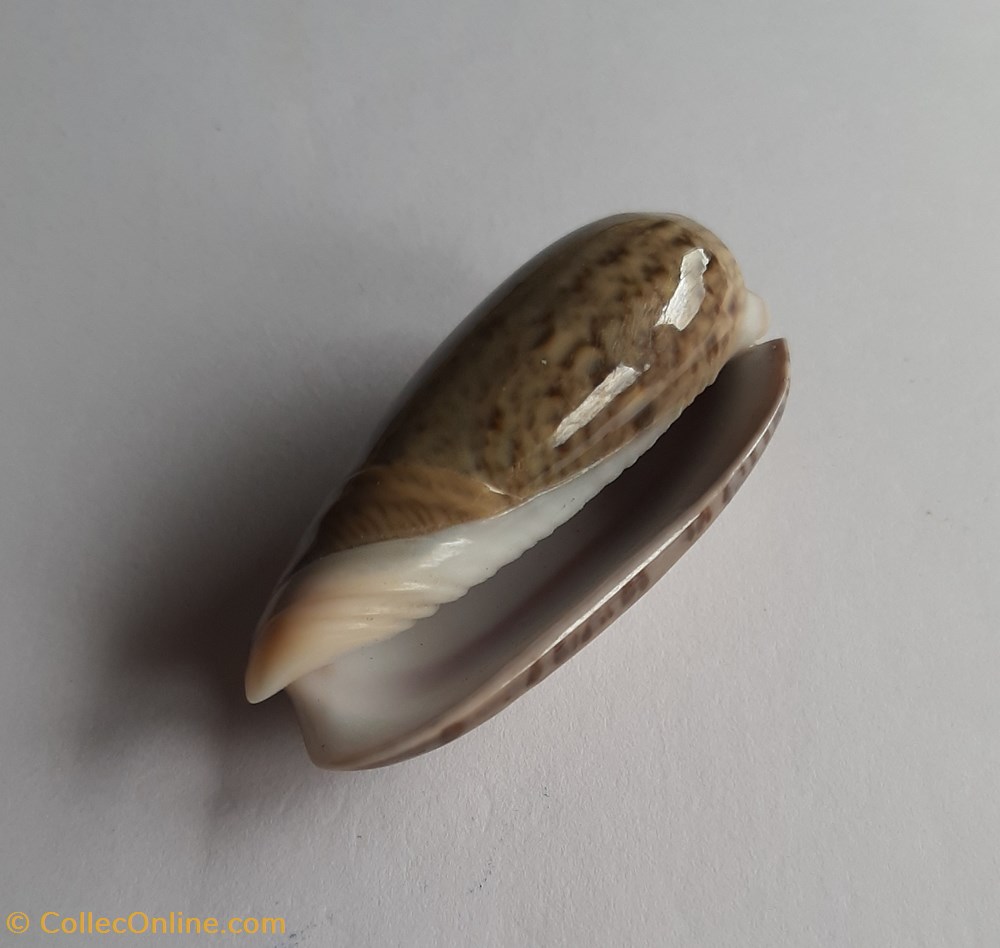 Oliva vidua cincta conchas y fosiles gastropoda oliva vidua cincta