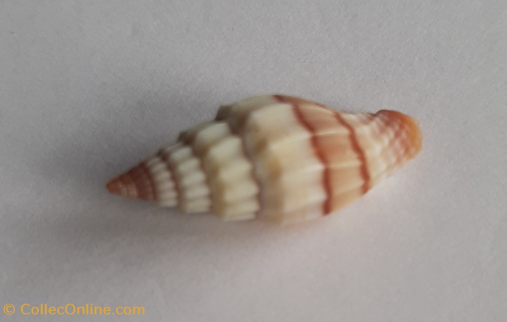 Vexilium Plicarium 3 conchas y fosiles gastropoda vexilium plicarium