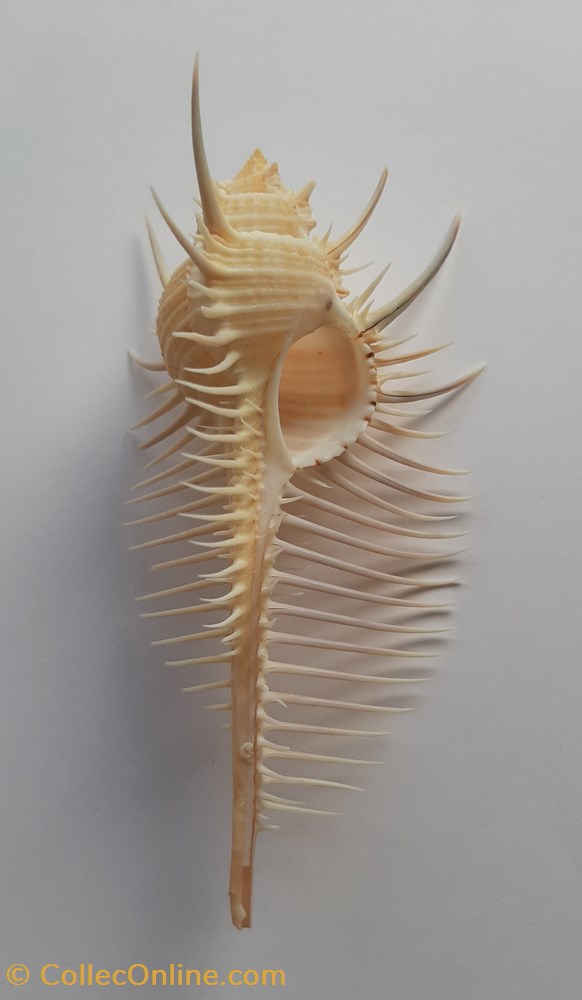 Murex Pecten conchas y fosiles gastropoda murex pecten