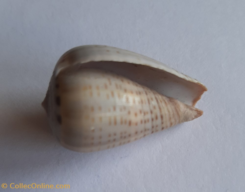 Conus glaucus conchas y fosiles gastropoda conus glaucus