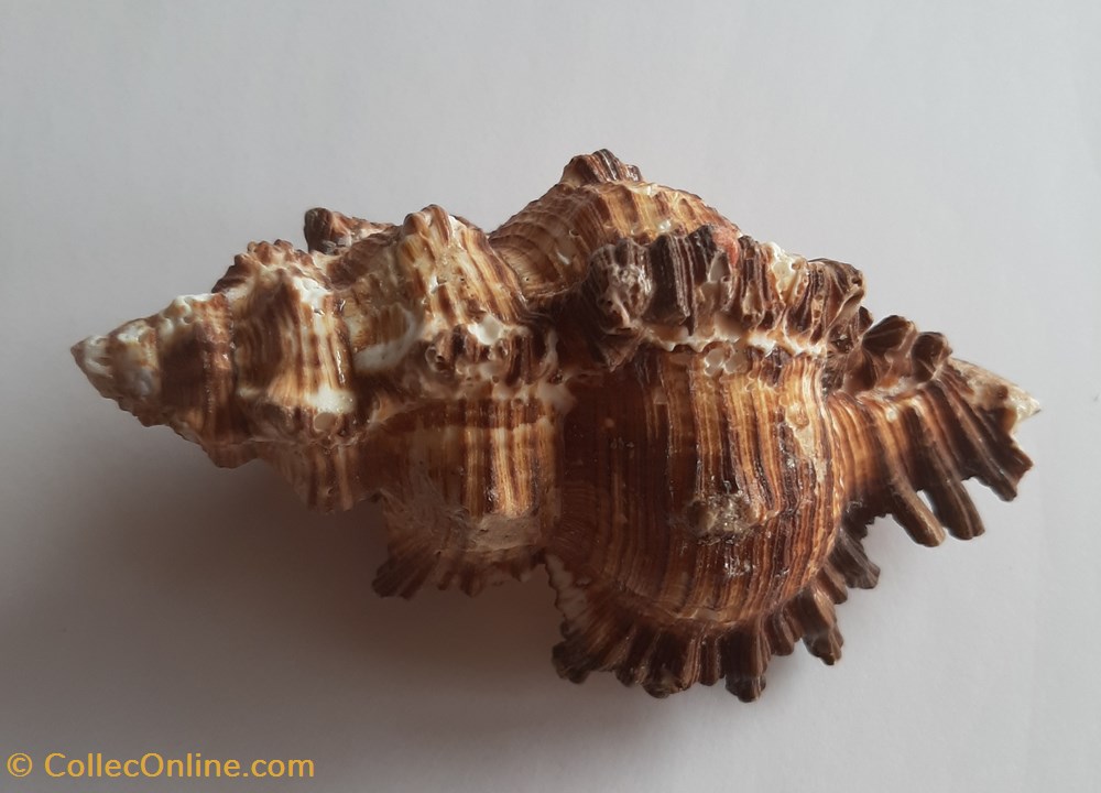 Murex chicoreus torrefactus conchas y fosiles gastropoda murex chicoreus torrefactus