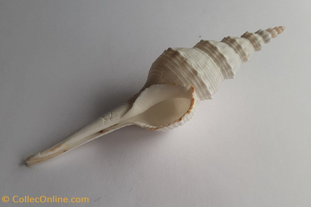 conchas y fosiles gastropoda fusinus colus