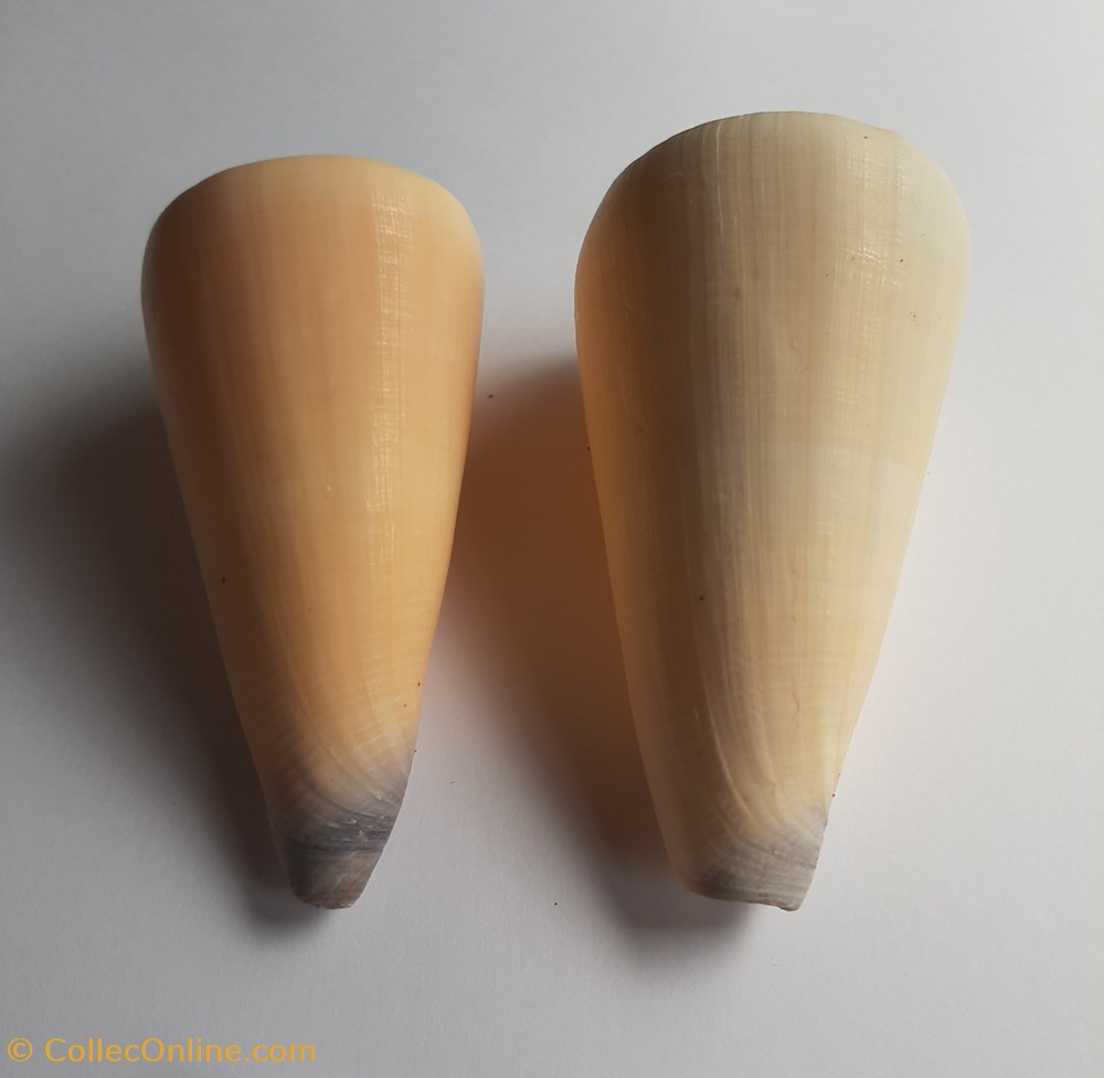 Conus virgo conchas y fosiles gastropoda conus virgo