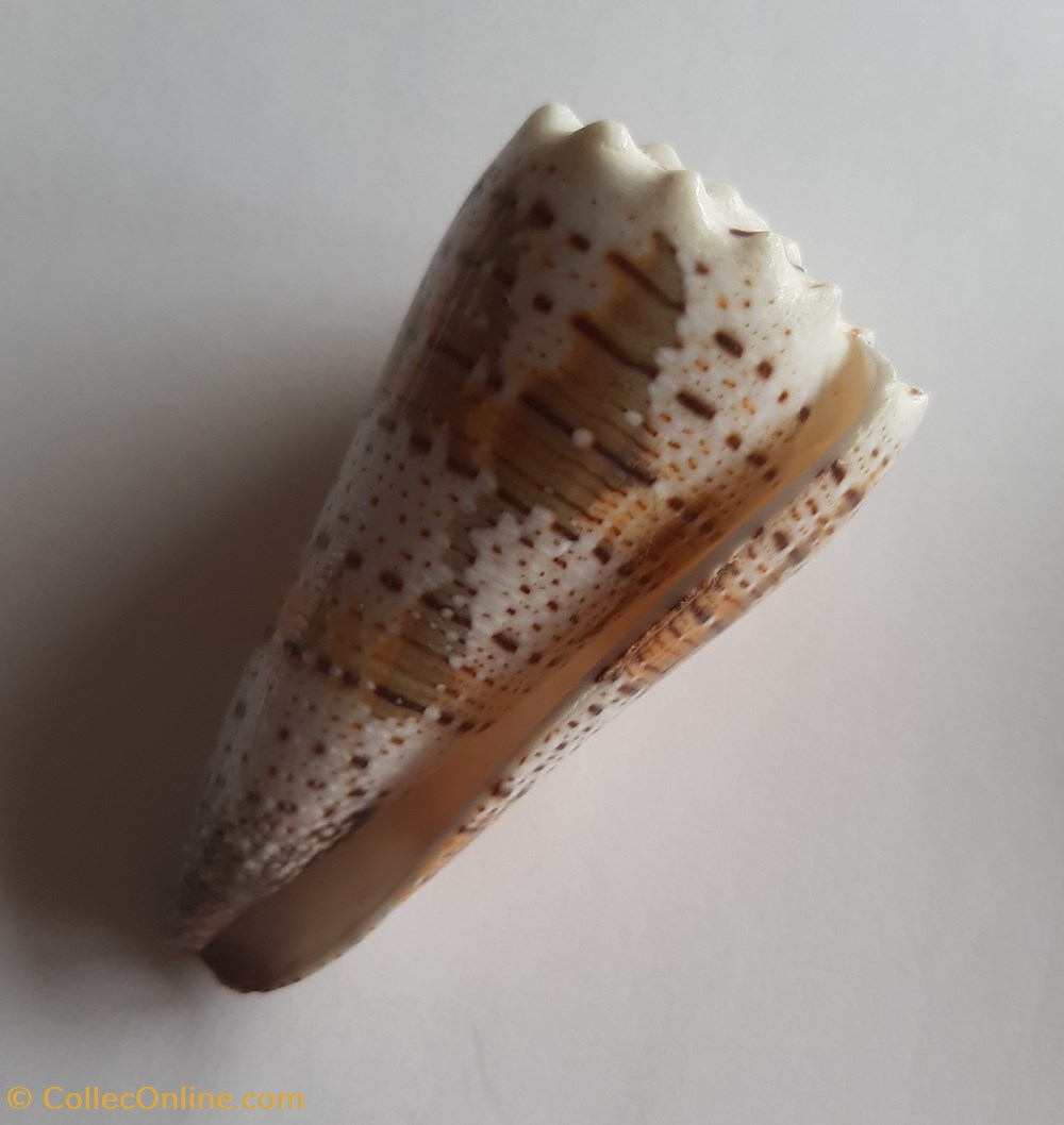 Conus imperialis conchas y fosiles gastropoda conus imperialis