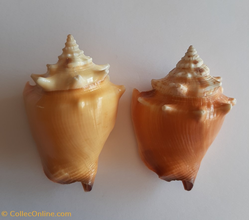 conchas y fosiles gastropoda strombus pugilis pugilis