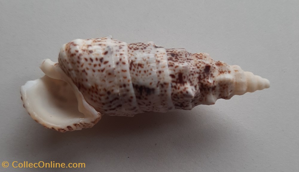 Pseudovergatus aluco conchas y fosiles gastropoda pseudovergatus aluco