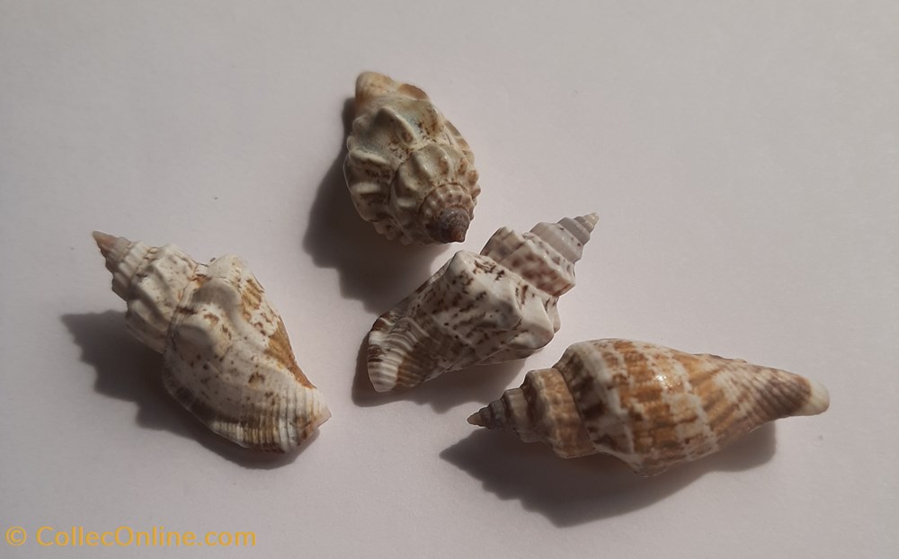 Strombus labiatus conchas y fosiles gastropoda strombus labiatus