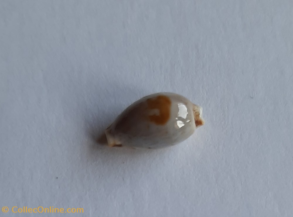 conchas fosiles gastropoda cypraea contaminata