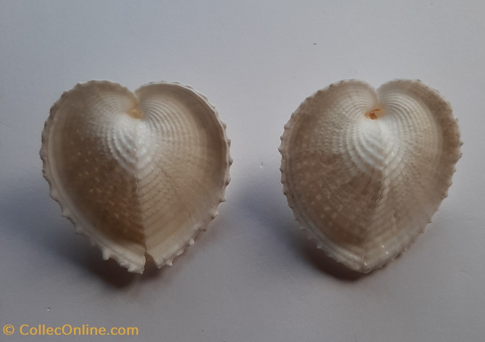 Corculum Cardissa conchas y fosiles bivalvia corculum cardissa