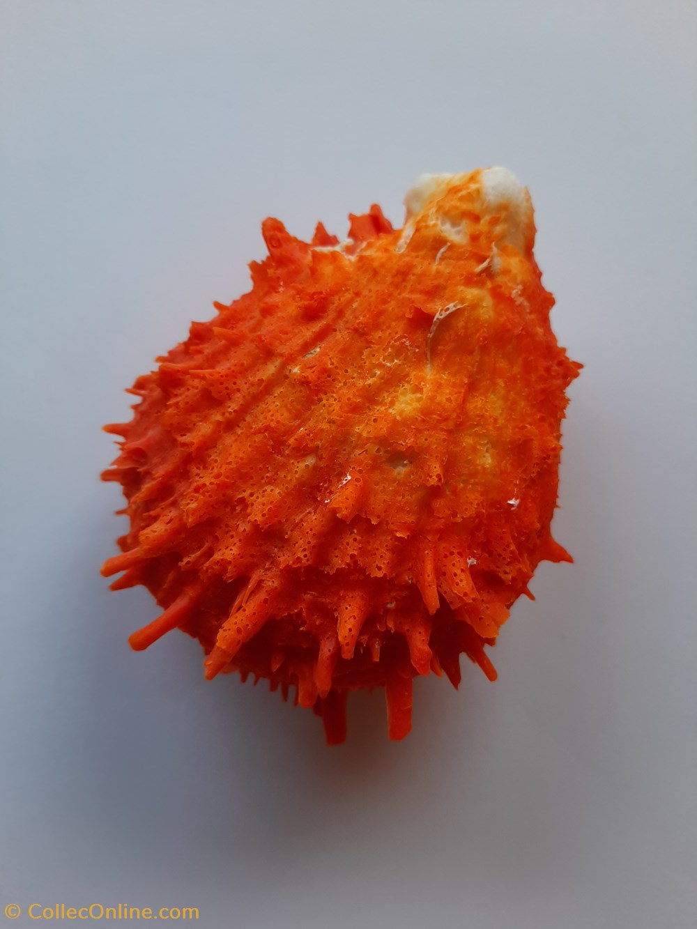 Spondylus gaederopus conchas fosiles bivalvia spondylus gaederopus
