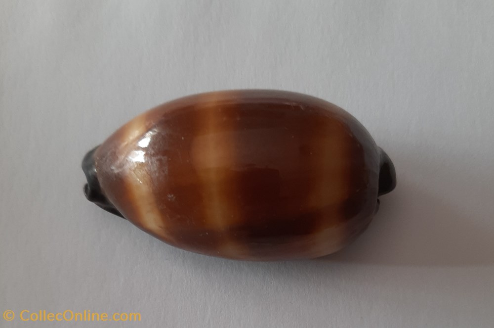 conchas y fosiles gastropoda talparia talpa