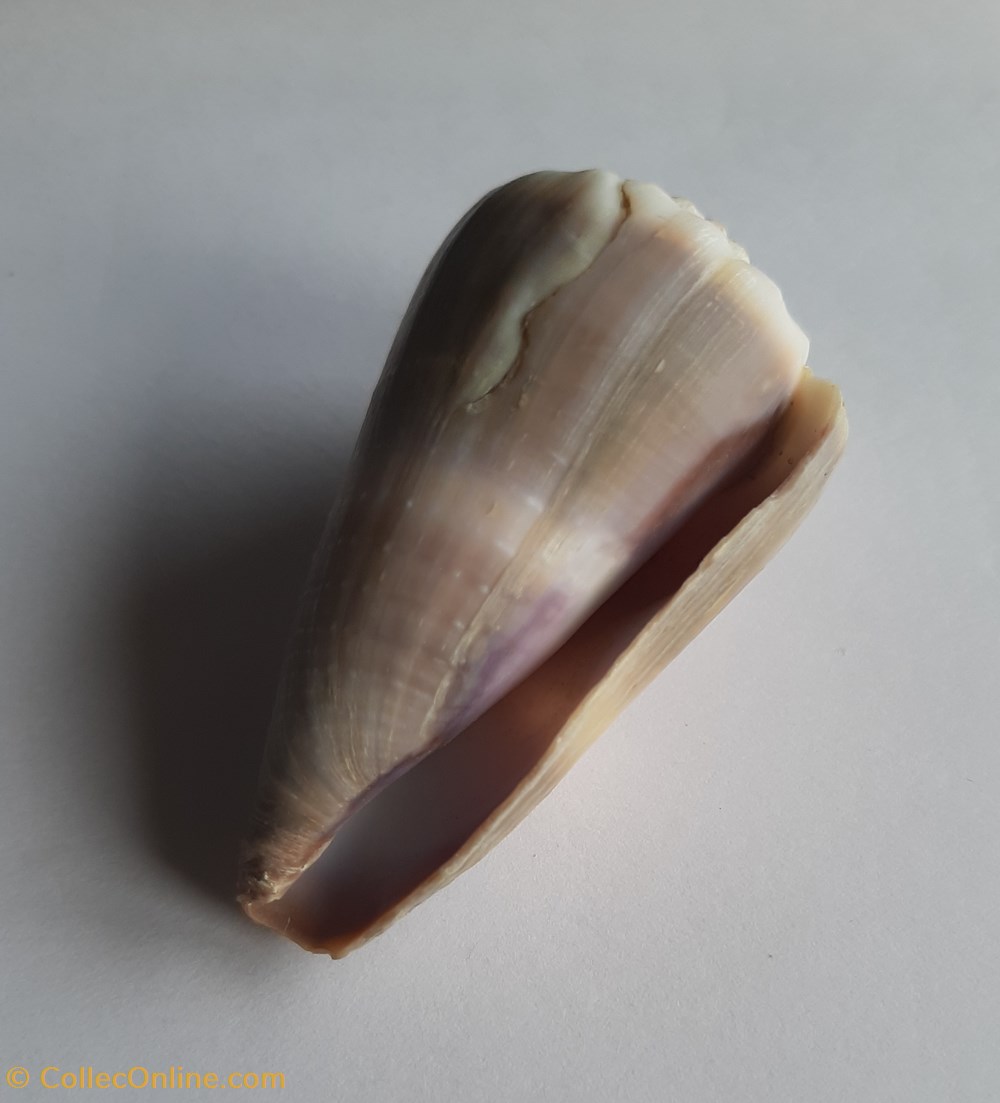 Conus lividus conchas y fosiles gastropoda conus lividus