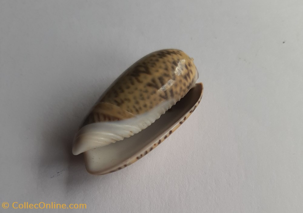 Oliva sericea conchas y fosiles gastropoda oliva sericea