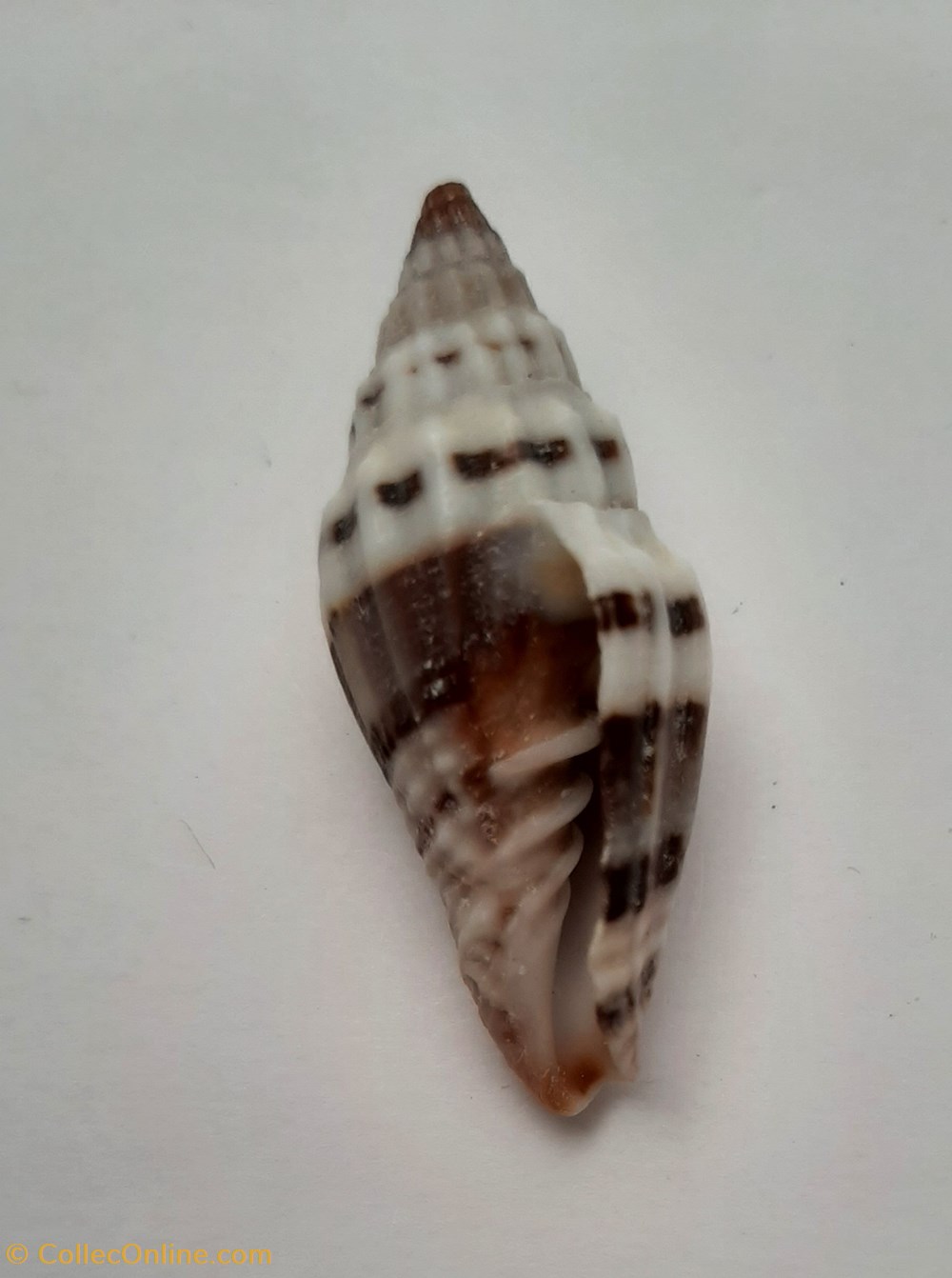 Vexilium Plicarium 2 conchas y fosiles gastropoda vexilium plicarium