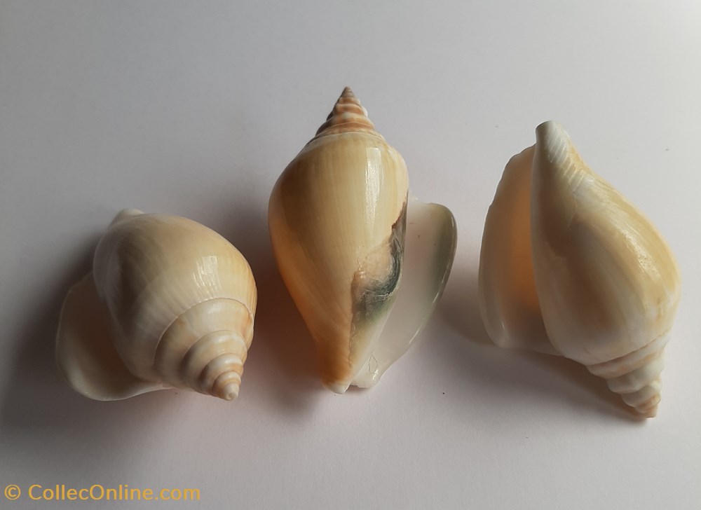 Laevistrombus canarium conchas y fosiles gastropoda laevistrombus canarium