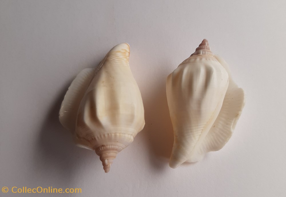 Margitrombus marginatus conchas y fosiles gastropoda margitrombus marginatus