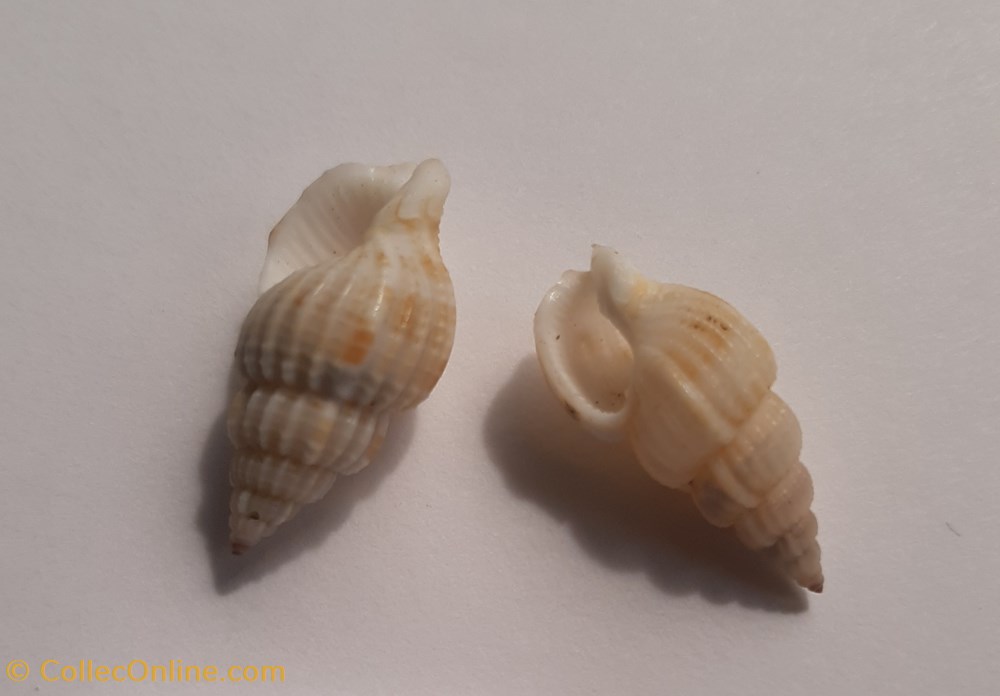 Phos varicosum conchas y fosiles gastropoda phos varicosum