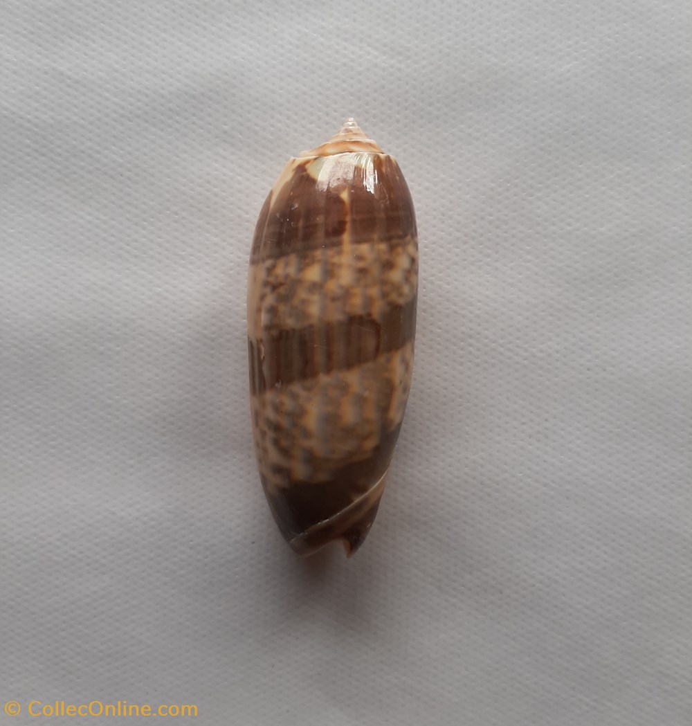 Oliva bulbosa conchas y fosiles gastropoda oliva bulbosa