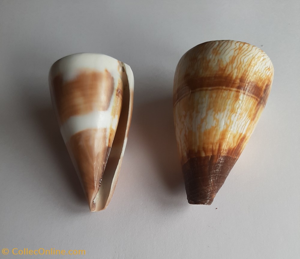 Conus miles conchas y fosiles gastropoda conus miles