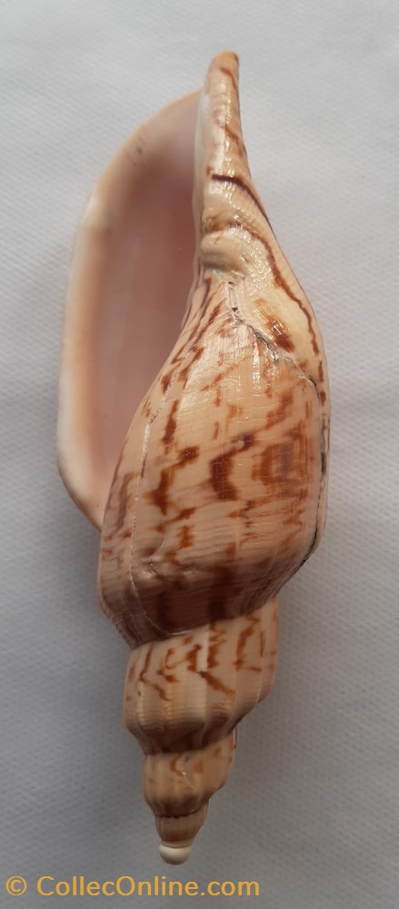 Fulgoraria Hamillei conchas y fosiles gastropoda fulgoraria hamillei