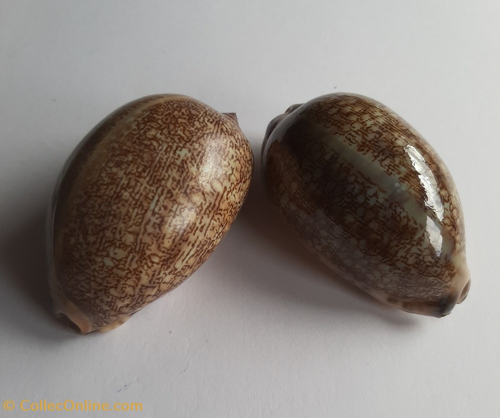 conchas y fosiles gastropoda mauritia arabica