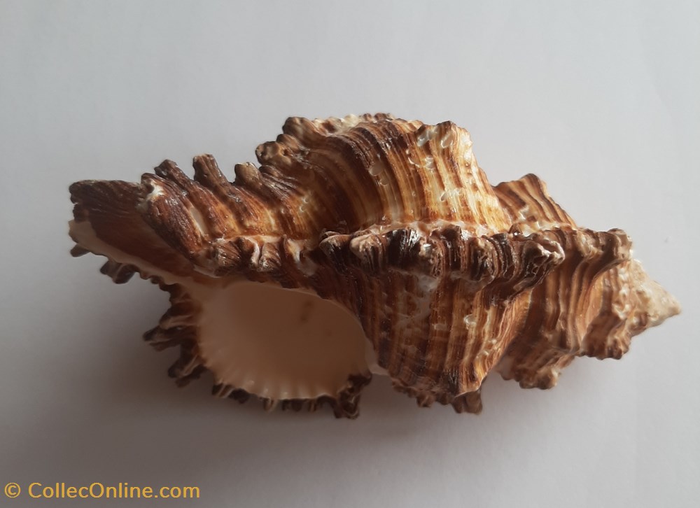 Murex chicoreus torrefactus conchas y fosiles gastropoda murex chicoreus torrefactus