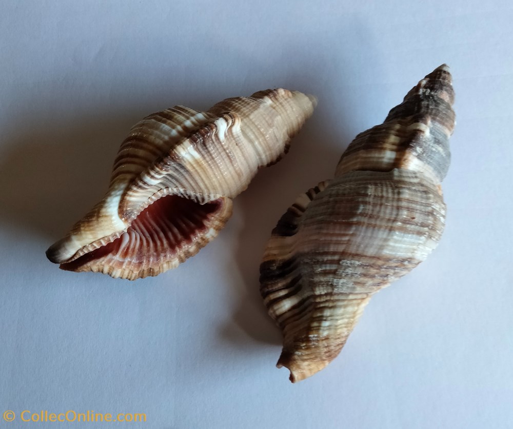 Monoplex pilearus conchas y fosiles gastropoda monoplex pilearus